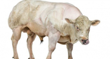 Belgická modrá kráva